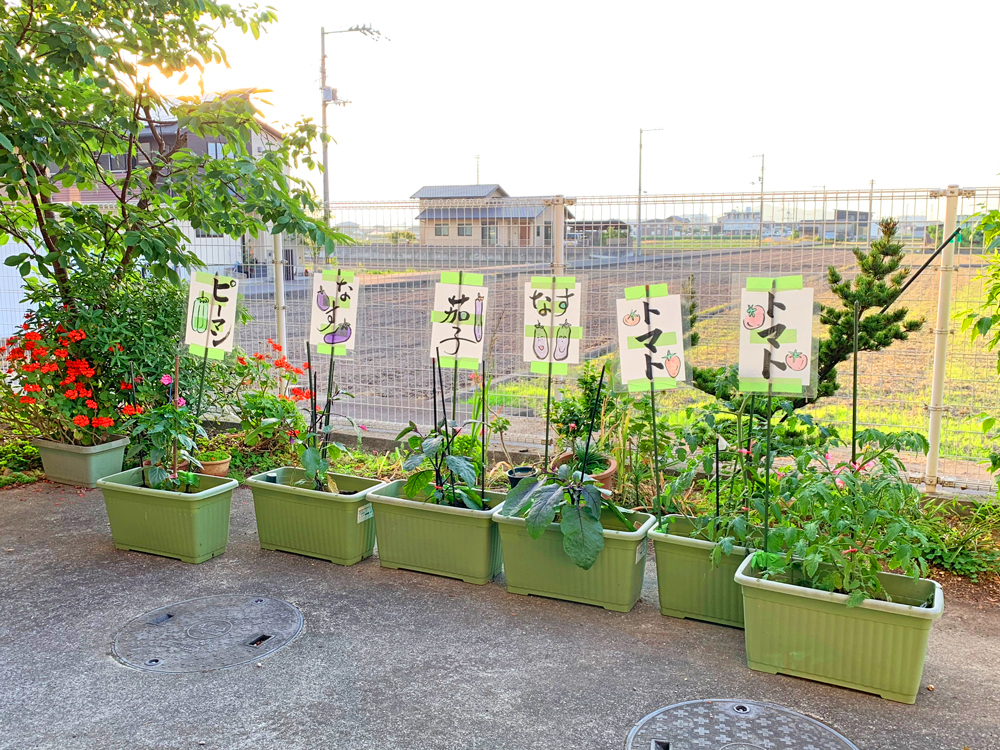 庭で野菜作り