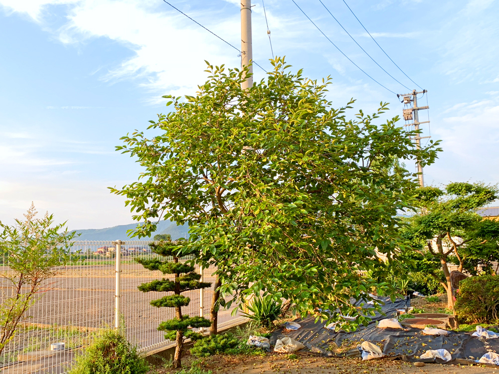 種から植えて20年の柿木