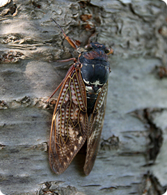 セミ、セミ、セミ(2022/07/31)