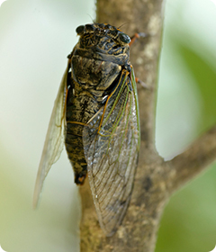 セミ、セミ、セミ(2022/07/31)