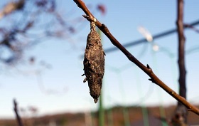 最近見なくなったもの(2021/07/04)
