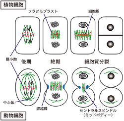 ういるす って何(2020/04/05)