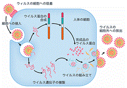 ういるす って何(2020/04/05)