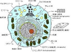 ういるす って何(2020/04/05)